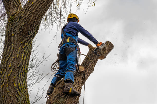 Reliable Labelle, FL Tree Service Solutions